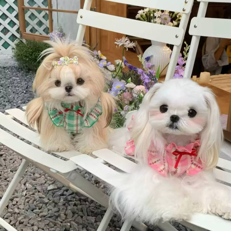 Summer Plaid Bubble Sleeve Princess Pet Dress For Small Dogs Cats