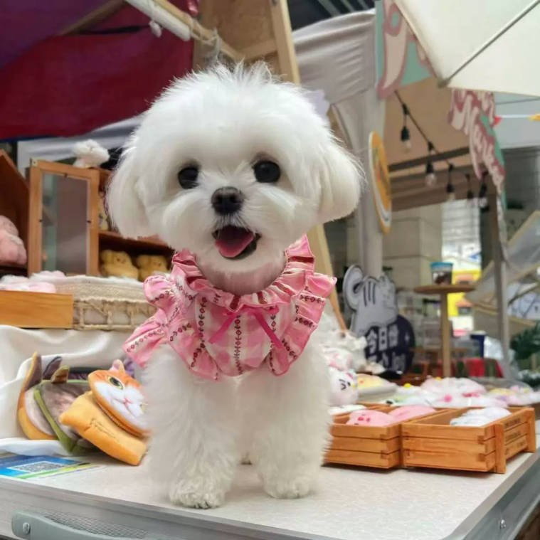 Summer Plaid Bubble Sleeve Princess Pet Dress For Small Dogs Cats
