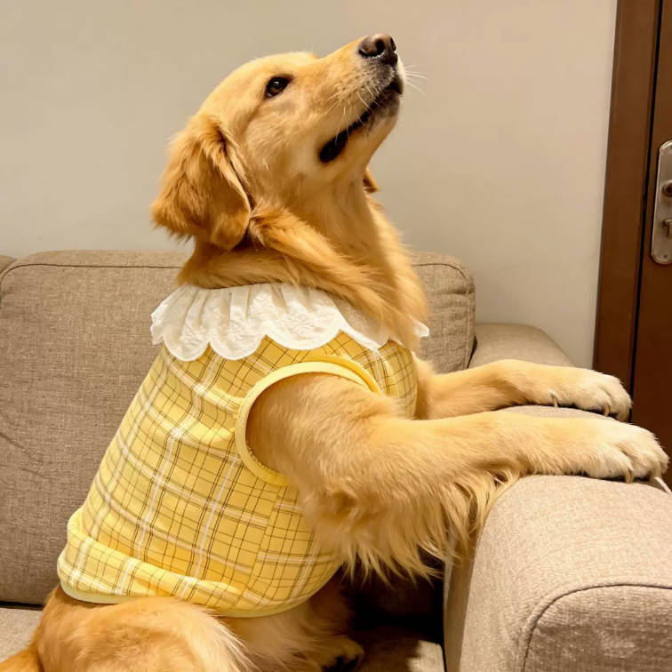 Spring Yellow Plaid Lace Trim Vest Pet Clothes For Large Dogs