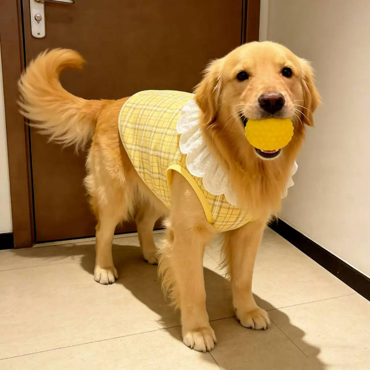 Spring Yellow Plaid Lace Trim Vest Pet Clothes For Large Dogs