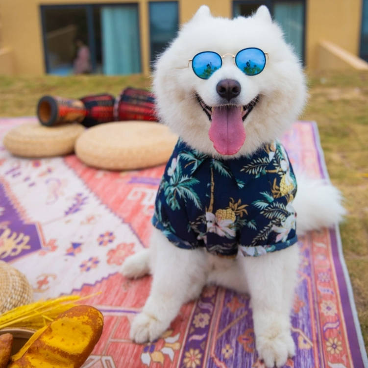 Summer Hawaiian Vacation Shirt Pet Clothes For Medium Large Dogs