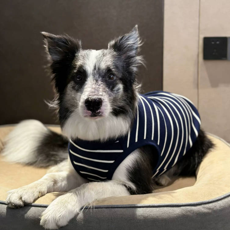 Summer Large Dog Striped Vest Anti Shedding Comfortable Pet Clothes